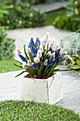 MUSCARI MIX IN CONTAINER