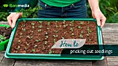 HOW TO: PRICKING OUT SEEDLINGS - STEP BY STEP ACTION VIDEO
