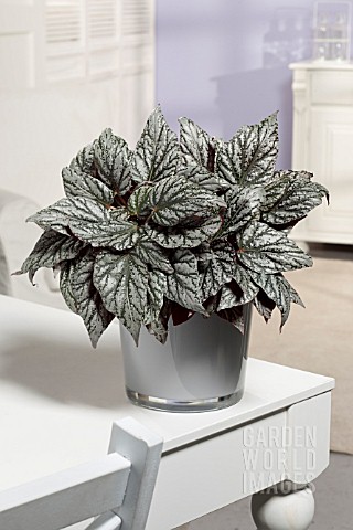 BEGONIA_JOLLY_SILVER_MAGIC_COLOURS