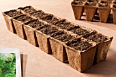 SEED SOWING - LETTUCE