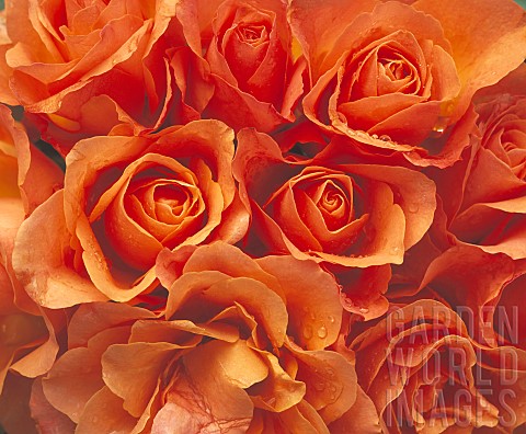 Rose_Rosa_Close_up_of_mass_of_peach_coloured_flowers