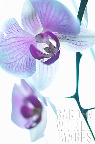 Orchid_Moth_orchid_Phalaenopsis_Mauve_subject_White_background