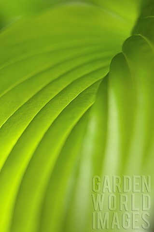 Hosta_Studio_close_up_of_green_leaf_showing_pattern