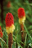 Red hot poker, Kniphofia, Two red and yellow coloured flowers growing outdoor.