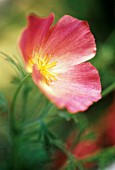 ESCHSCHOLZIA CHAMPAGNE & ROSES, (CALIFORNIAN POPPY CHAMPAGNE & ROSES)