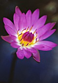 NYMPHAEA CAPENSIS, WATER LILY, BLUE LOTUS