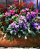 PURPLE AND RED FLOWERS IN WINDOW BOX
