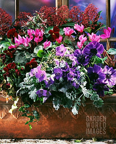 PURPLE_AND_RED_FLOWERS_IN_WINDOW_BOX