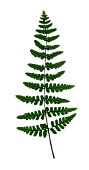 SINGLE FERN FROND, (VERTICAL, CUT OUT)