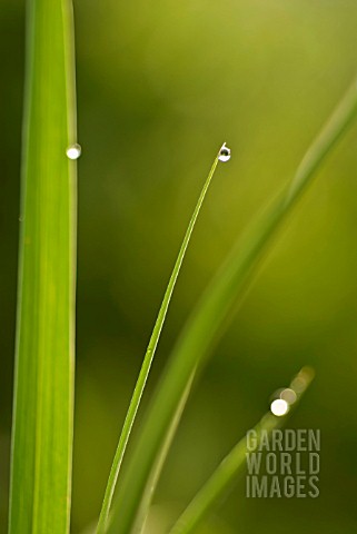 GRASS_BLADES_WITH_DEW_DROPS