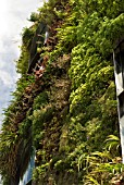 GREEN (LIVING) WALL OF BUILDING