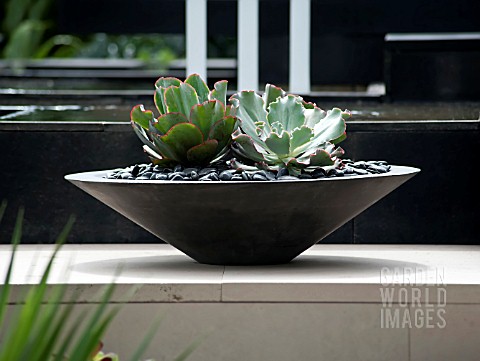 ECHEVERIA_GROWING_IN_SHALLOW_BOWL_STANDING_ON_STONE_STRUCTURE