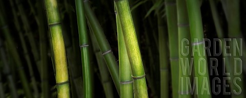 Bamboo_Growing_outdoor_Oregon_USA
