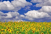 Sunflowers near Sherwood, Oregon, USA.