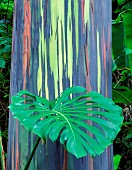 Painted Eucalyptus tree with leaf of philodendron, Keanae Arboretum, Maui, Hawaii, USA.