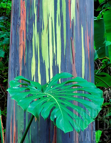 Painted_Eucalyptus_tree_with_leaf_of_philodendron_Keanae_Arboretum_Maui_Hawaii_USA