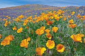 Poppy, California poppies, Eshscholtzia californica, Antelope Valley Poppy Preserve, California, USA.