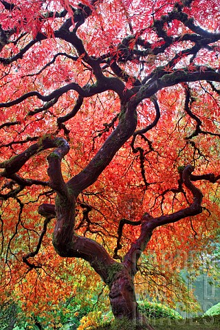 Japanese_Maple_tree_in_autumnal_colours__Portland_Japanese_Gardens_Oregon_USA