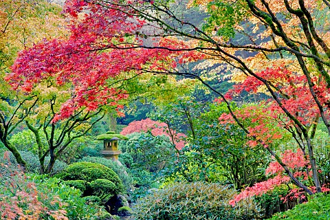 Japanese_Maple_in_autumnal_colours_Portland_Japanese_Gardens_Portland_Oregon_USA