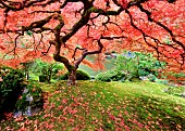 Japanese Maple tree in autumnal colours, Portland Japanese Gardens, Oregon, USA.