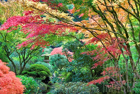 Japanese_maple_Sculpture_and_autumnal_colours_at_Portland_Japanese_Garden_Oregon_USA