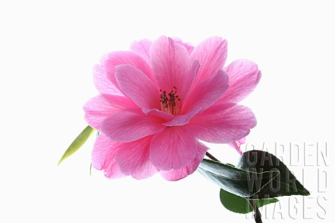 Camellia_Studio_shot_of_open_pink_flower