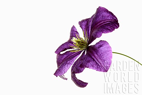 Clematis_Studio_shot_of_single_purple_flower_with_yellow_stamen