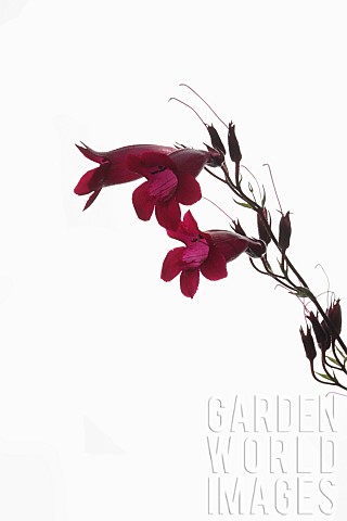 Penstemon_Studio_shot_of_red_flowers_and_forming_seed_heads_on_stem