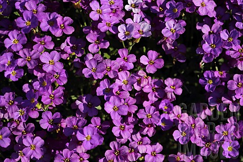 Aubretia_Close_up_of_purple_coloured_flowers_growing_outdoor