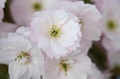 Cherry, Prunus cultivar, Close up of delicate pink coloured flowering blossom.