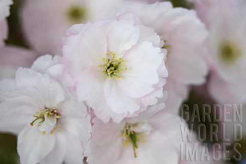 Cherry_Prunus_cultivar_Close_up_of_delicate_pink_coloured_flowering_blossom