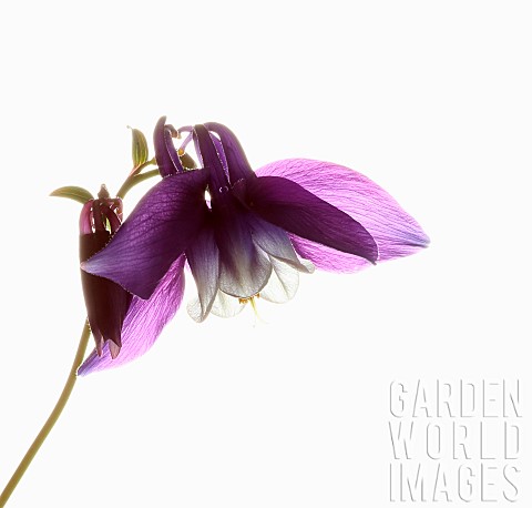 Aquilegia_Columbine_Single_stem_of_plant_with_slightly_dropped_pale_purple_head_set_against_a_pure_w