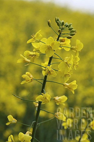 Oilseed_rape_Brassica_napus_oleifera__Single_stem_of_yellow_flowering_oil_seed_rape_gainst_a_blurred