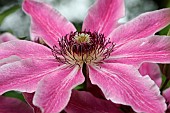 Clematis, Single open flower showing the pink petals and central hub of stamens.