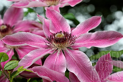 Clematis_Single_open_flower_showing_the_pink_petals_and_central_hub_of_stamens