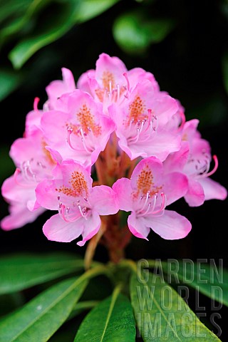Rhododendron_Rhododendron_Rosy_Dream_flower_head_in_full_bloom_growing_outdoor_3277_Rhododendron_Rho