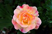 Rose, Rosa, Single peach coloured flower growing outdoor.