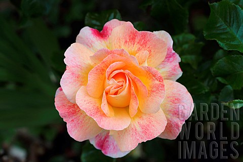 Rose_Rosa_Single_peach_coloured_flower_growing_outdoor