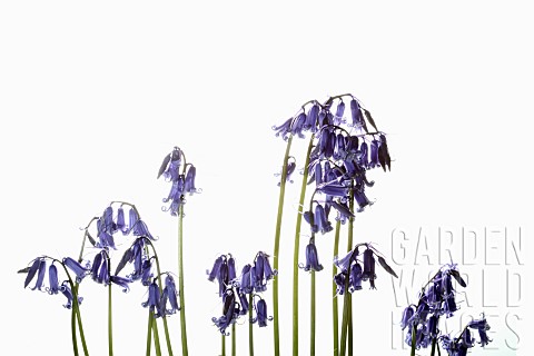 Bluebell_English_bluebell_Hyacinthoides_nonscripta_Stems_and_pale_blue_flower_heads_shown_against_a_