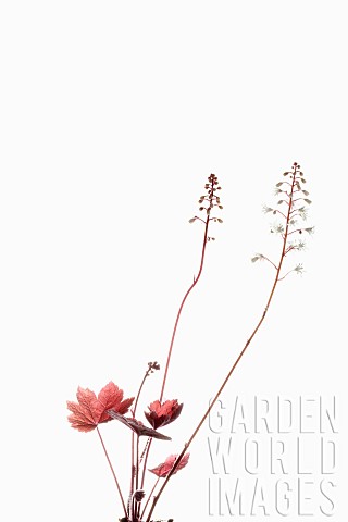 Coral_bells_Heuchera_Marmalade_flower_stems_growing_above_leaves_shown_against_a_pure_white_backgrou