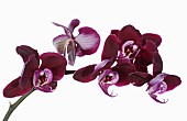 Orchid, Moth Orchid, Phalaenopsis, Arching stem bearing open purple flowers against a pure white background.