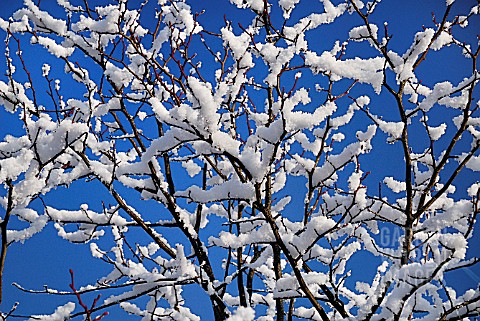 TREE_BRANCHES_COVERED_WITH_MELTING_SNOW_AGAINST_BLUE_SKY