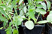 Young Courgette and Tomato, Tigerella plants in pots growing under cover in a greenhouse.