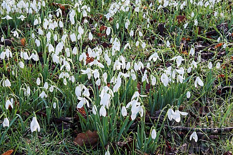 Snowdrop_Galanthus_small_white_flowers_growing_outdoor_in_grass