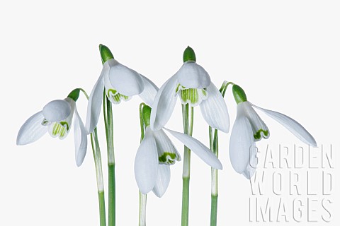 Snowdrop_Galanthus_Studio_shot_of_white_flowers