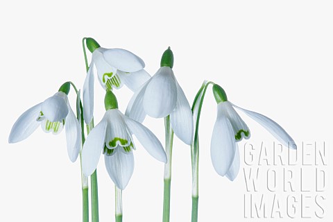 Snowdrop_Galanthus_Studio_shot_of_white_flowers