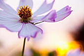 Cosmos, Mauve coloured flower growing outdoor against sunset showing stamen.