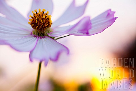 Cosmos_Mauve_coloured_flower_growing_outdoor_against_sunset_showing_stamen