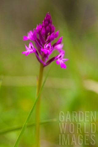 Orchid_Pyramidal_Orchid_Anacamptis_pyramidalis_Purple_coloured_flower_growing_outdoor