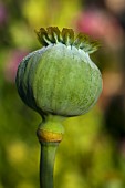 Poppy, Papaver, Close up of green seed pod growing outdoor.